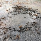 Olejovyflek12122018 (2)